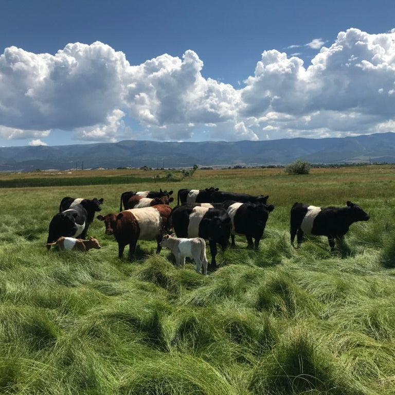 STEAKBLEND Ground Steak - Premium Blend - 20 Pound Box