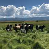Grass-Fed Ground Steak - Premium Blend - 20 Pound Box